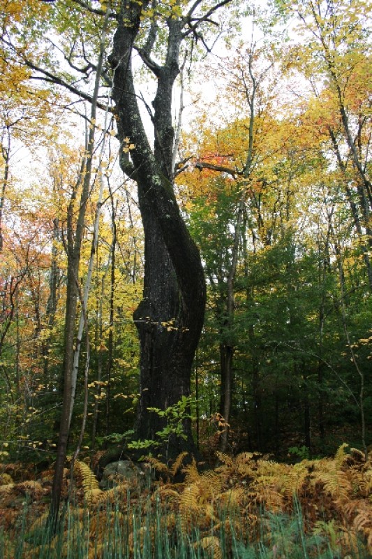 Salmon Falls Reserve Maine Trail Finder