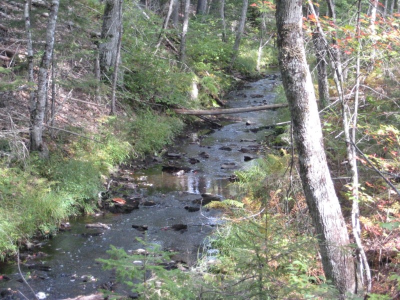 Highland Path Oyster River Bog Maine Trail Finder