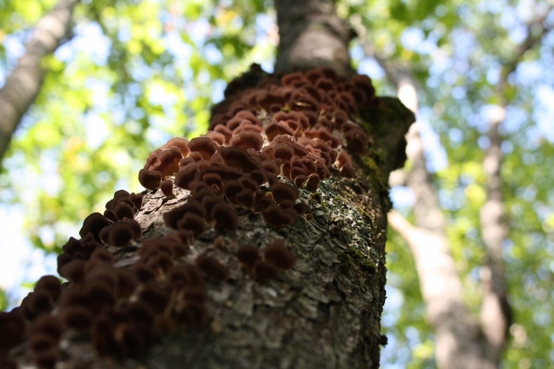 Tree with fungus (Credit: J. Evans)