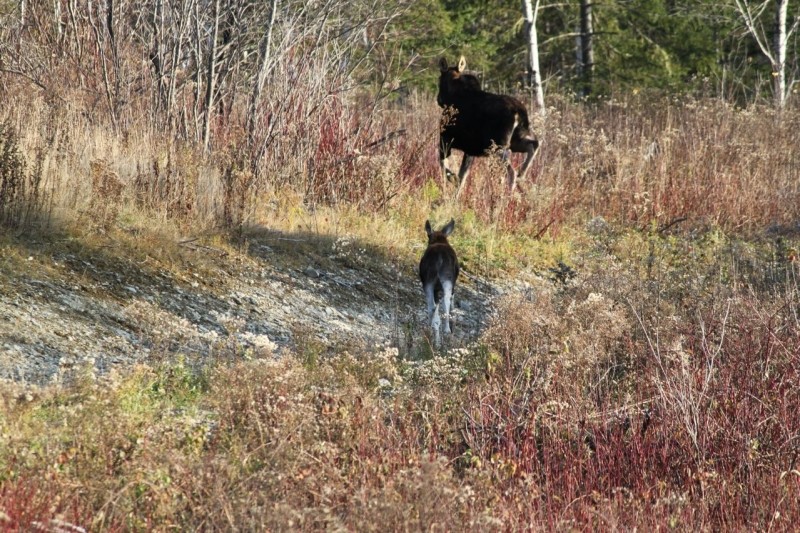 Moose on the Acadia Loop (Credit: Four Seasons Trail Association)