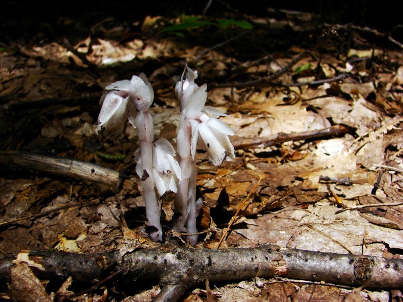 Indian Pipe isn't a fungus, but a non-green plant! (Credit: Ken Gross)