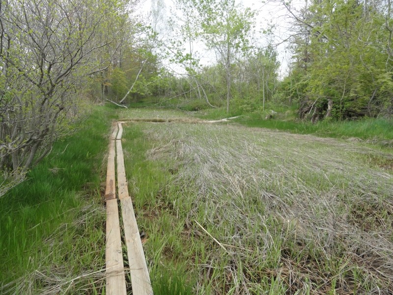 Planks provide a dry route over the marsh grasses (Credit: Center for Community GIS)