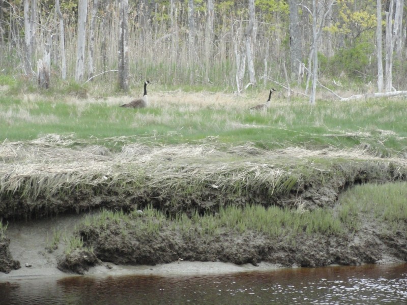 Canada Geese on the marsh (Credit: Center for Community GIS)