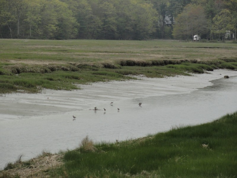 Shore birds forage in the old canal (Credit: Center for Community GIS)