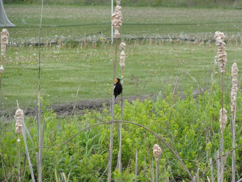 Bobolink on the side of the trail (Credit: Center for Community GIS)