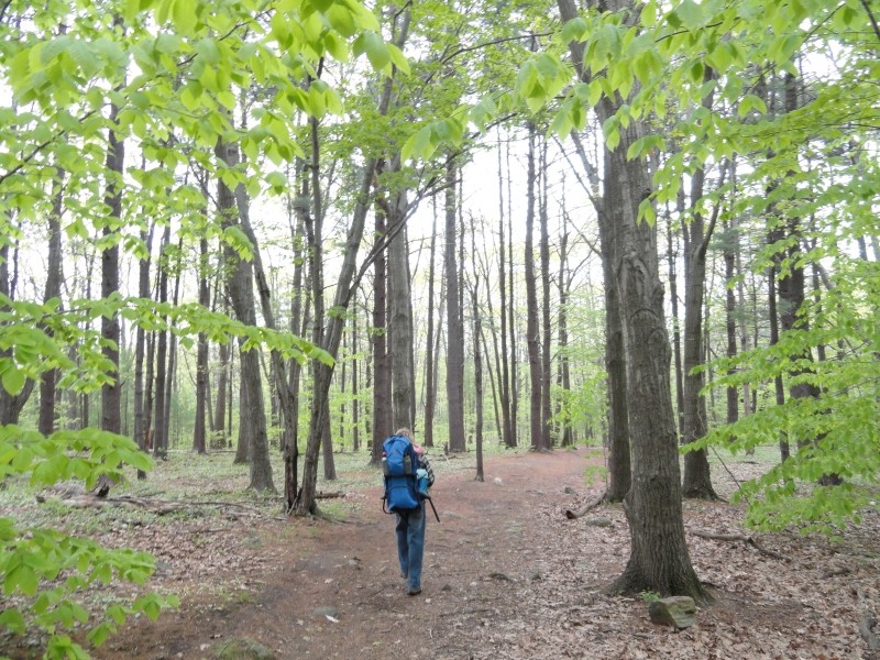 Wide gentle wooded trails (Credit: Center for Community GIS)