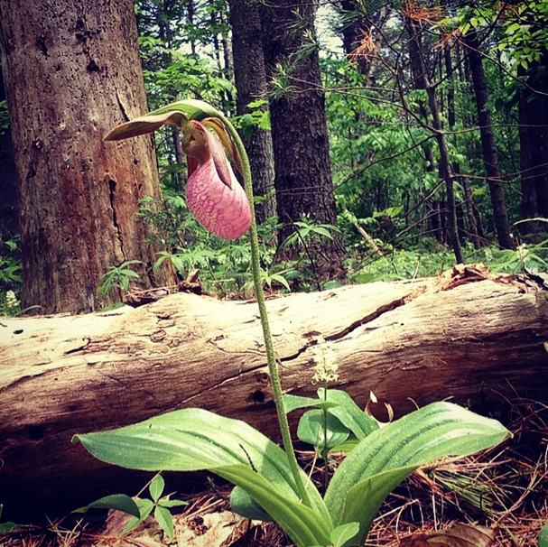 One of many Lady Slipper orchids along the Orange Trail. (Credit: Andrea Libby)