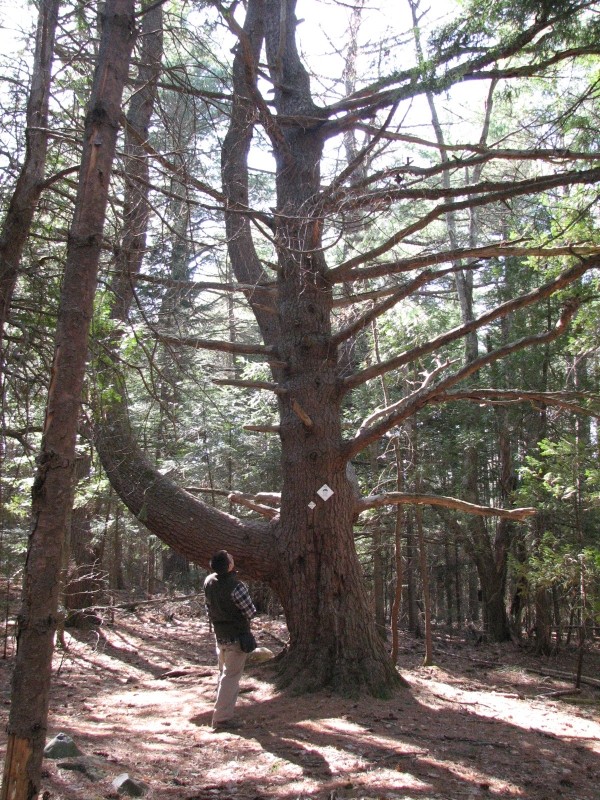 Jeremiah Colburn Natural Area - Maine Trail Finder