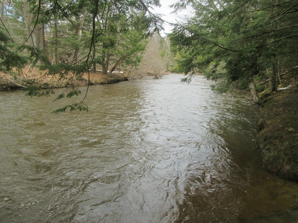 Swollen river, 4/13/17 (Credit: Roger Brown)