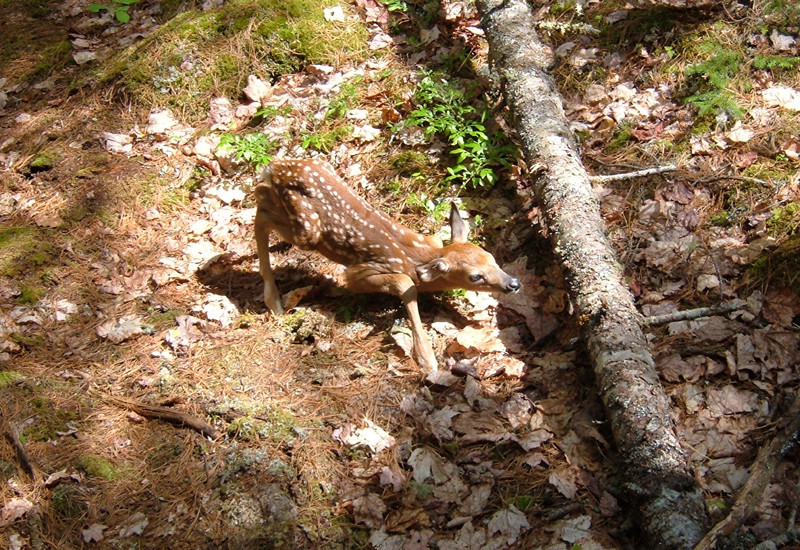 Baker Hill and Long Ledges Preserve Maine Trail Finder