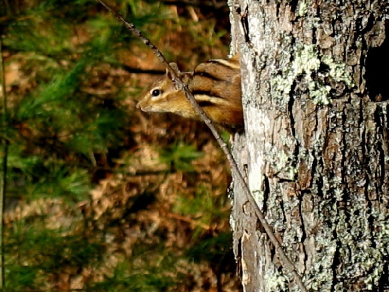 Chipmunk guarding the Lynx Trail (Credit: Friends of Libby Hill)