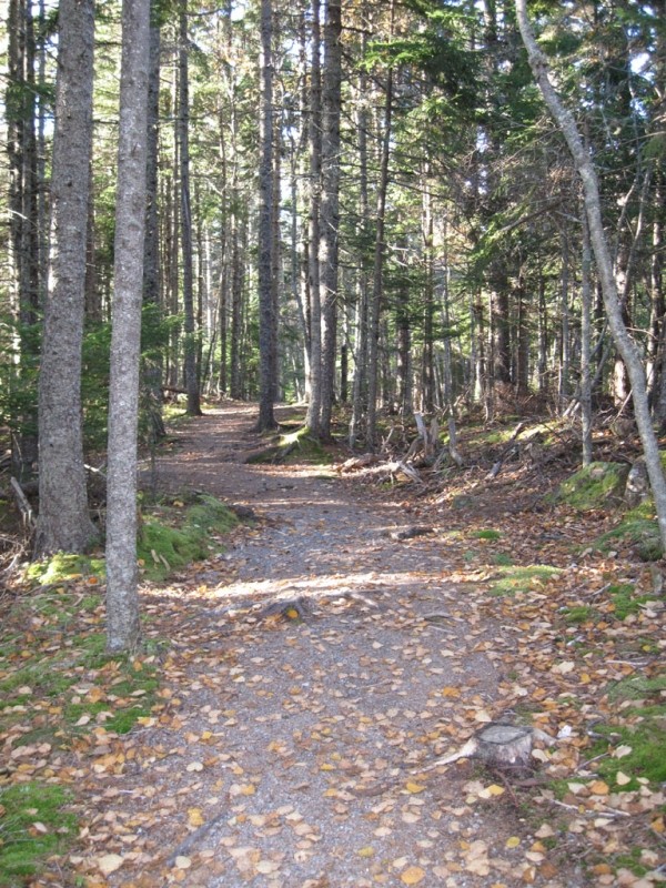 Trail into the mixed spruce forests of Shackford Head State Park (Credit: Maine Bureau of Parks and Lands)