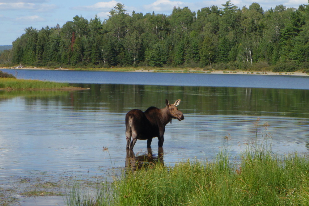 Moose at High Bank Campsite, Churchill Lake (Credit: Nicole Grohoski)