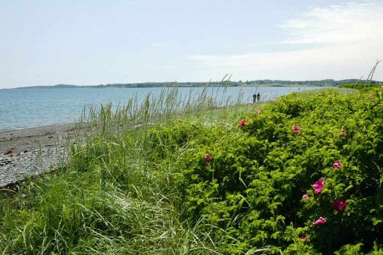 Beach Roses and Dune Grass near the Beach (Credit: Downeast Coastal Conservancy)