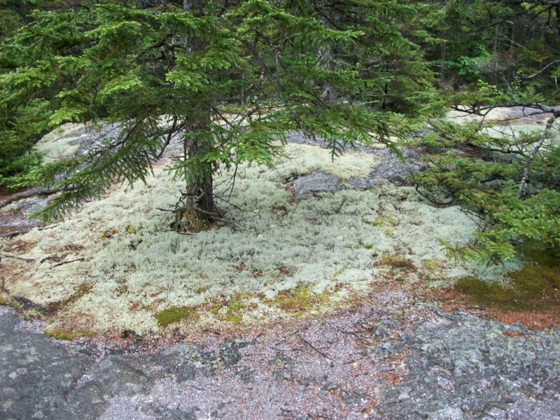 Reindeer Lichen along the Moose Cave Trail (Credit: Maine Bureau of Parks and Lands)