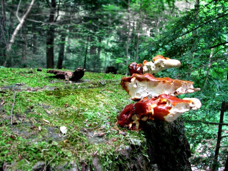 Colorful fungi punctuate the landscape (Credit: Joel Alex)
