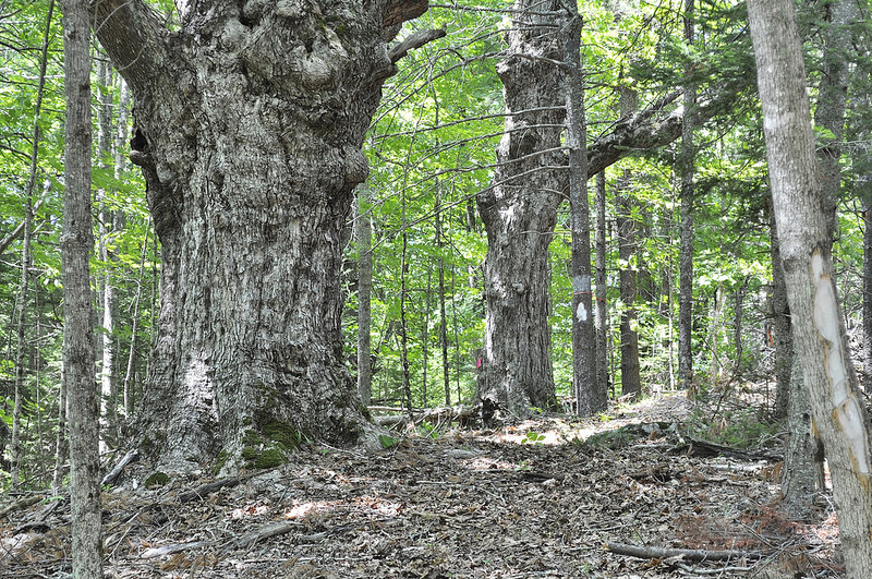 Old-growth trees in the forest (Credit: Saco Bay Trails)