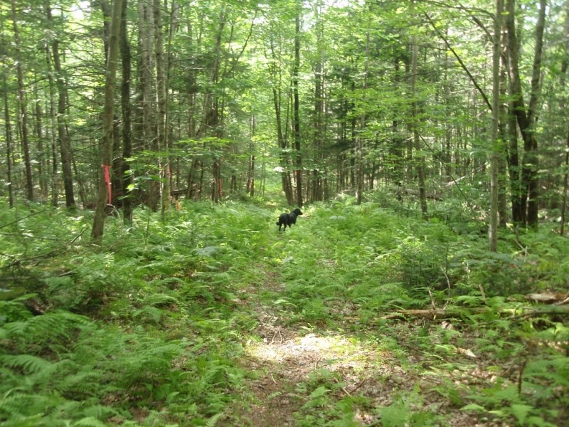 Rines Forest - Maine Trail Finder