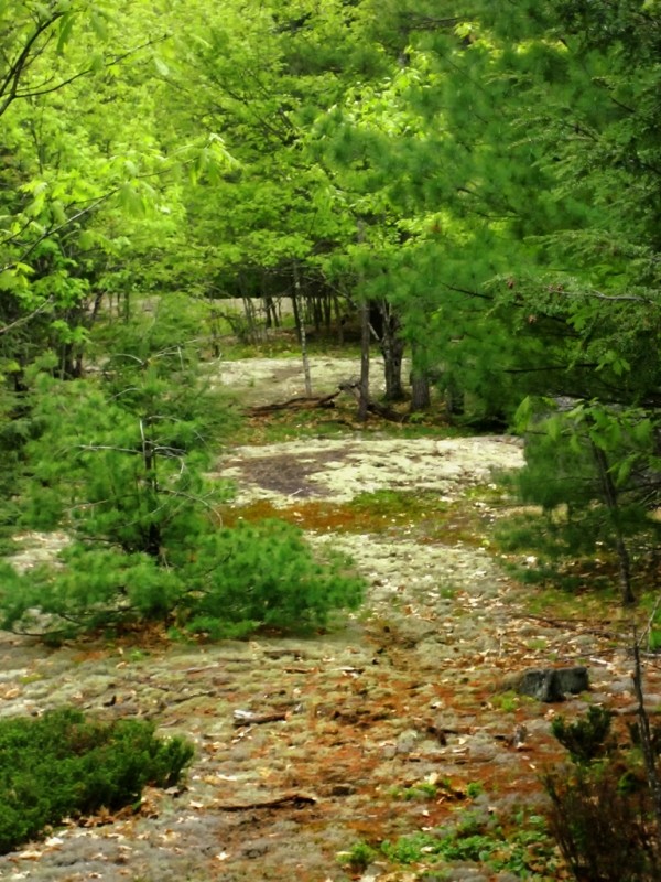 Lichen on the ledges (Credit: Royal River Conservation Trust)