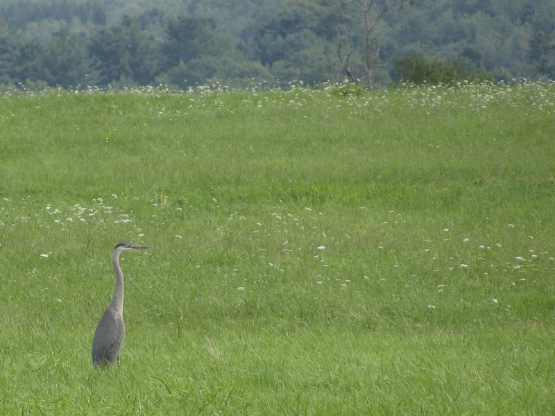 Great Blue Heron at Saxl Park (Credit: Lucy Quimby)