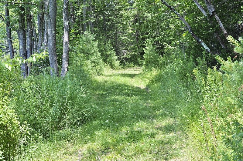 Summertime trail (Credit: Saco Bay Trails)