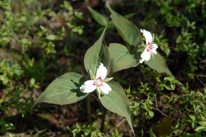 Painted Trilliums along the Trail (Credit: Maine Bureau of Parks and Lands)