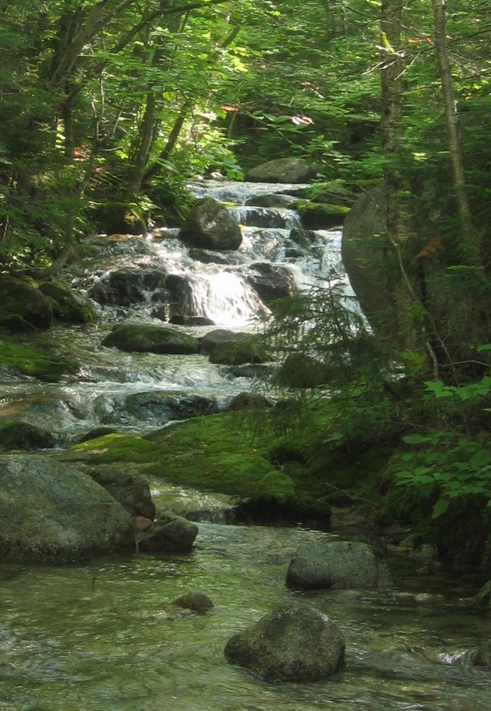 Stream from along the trail (Credit: Nicole Grohoski)