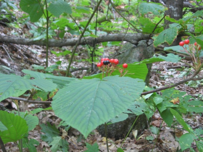 Viburnum lantanoides or Hobblebush (Credit: Landon Fake)