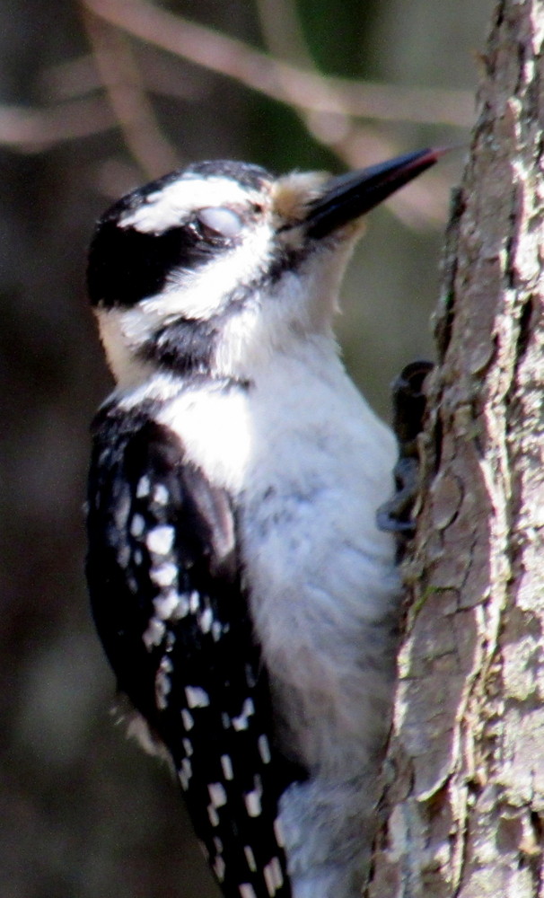 woodpecker on the Harreseeket Trail just before he retrieves an insect (Credit: gary janson)