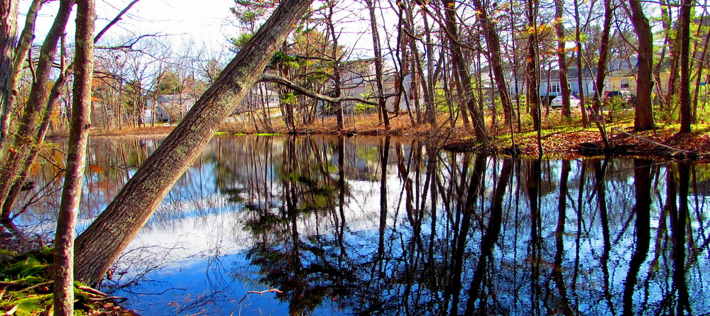 The still pond was reflecting a lot of light this morning (Credit: gary janson)