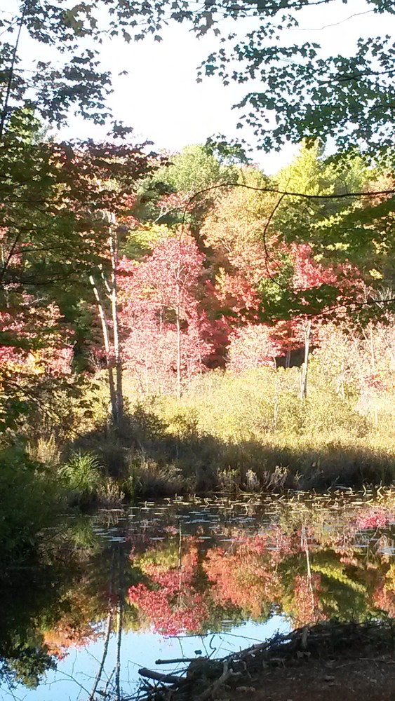 Wetland in fall (Credit: Midcoast Conservancy)