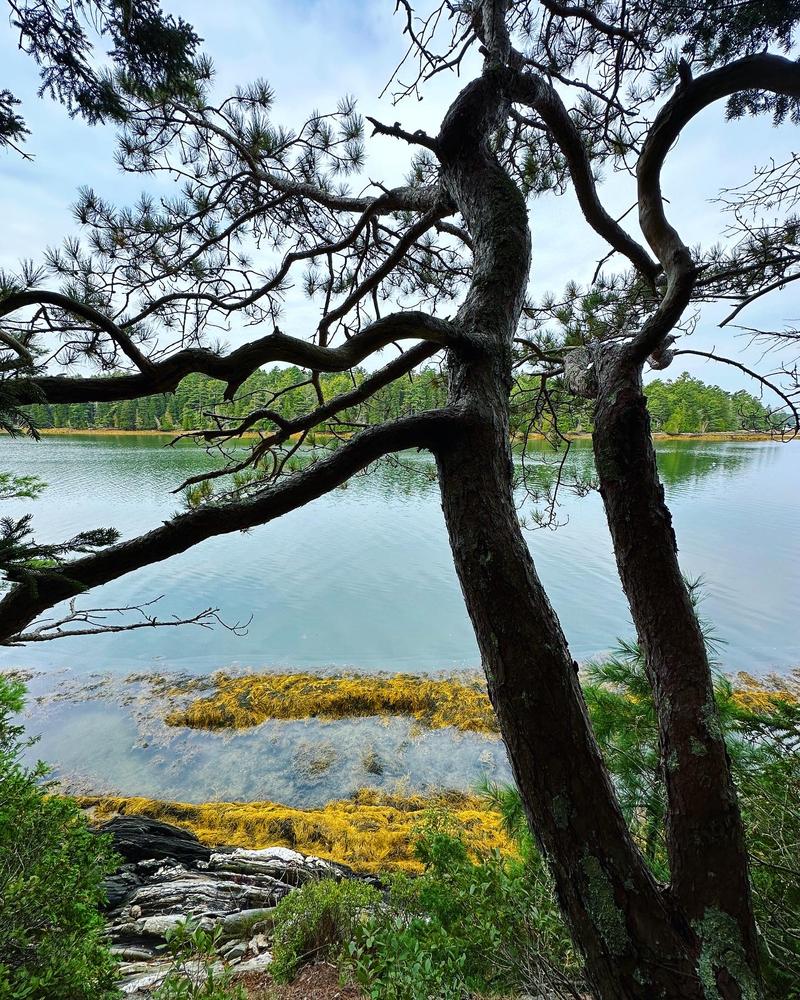 Devil's Back Trail Area - Maine Trail Finder
