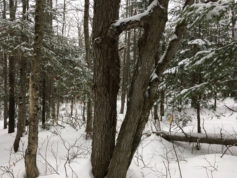 Broken maple branch grafted itself to the other tree. Near top of Yellow Trail. (Credit: Farm Brook Trails, Don)