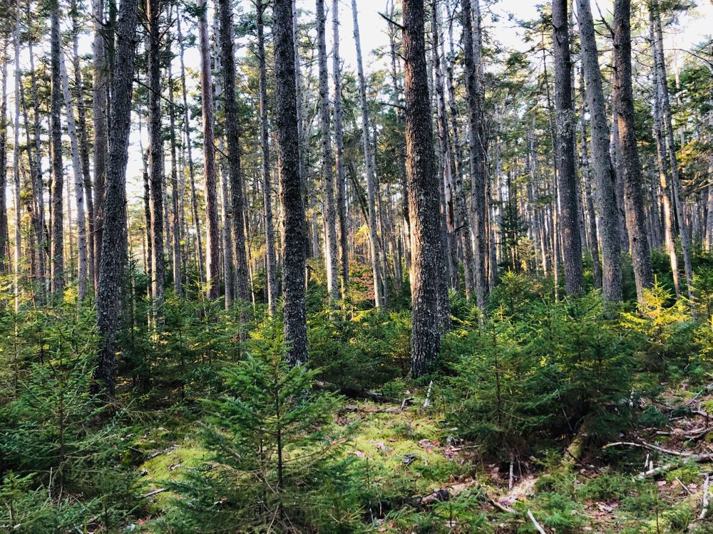 Green Point Preserve - Maine Trail Finder