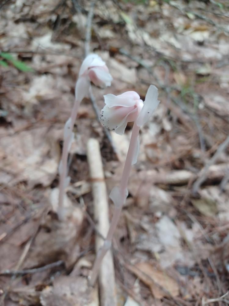 Pink Ghost Pipe, found on the Historic Pines trail by me and my husband! (Credit: Natty Richards)
