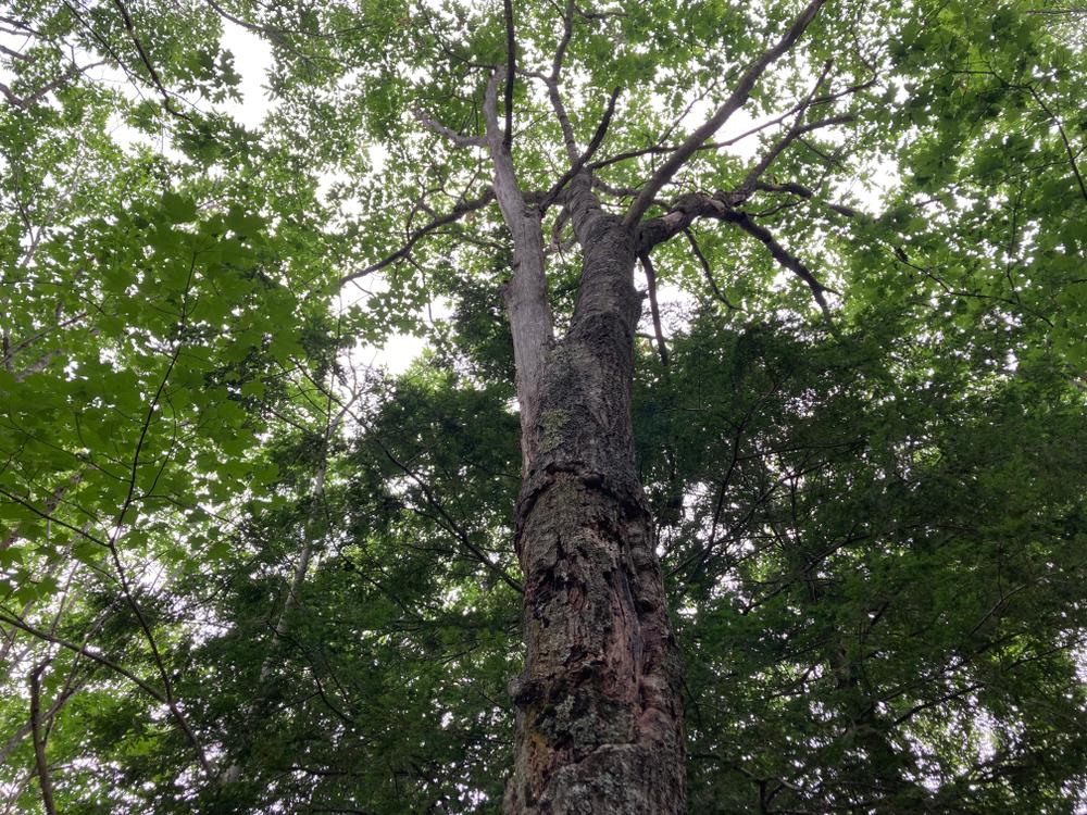 Edwin L. Smith Preserve - Maine Trail Finder