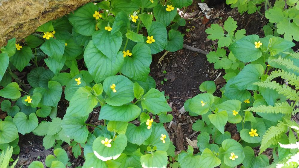 Presumpscot River Preserve and Oat Nuts Park Maine Trail Finder