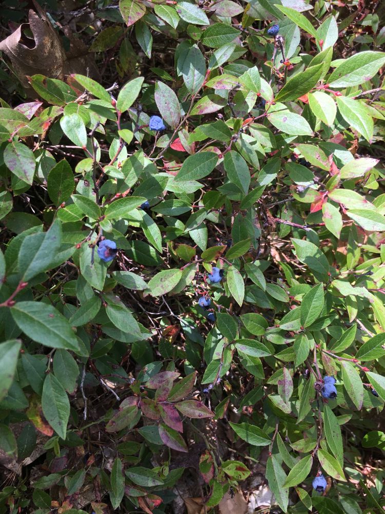 Wild blueberries on ledges trail in August (Credit: Courtney Sargent)