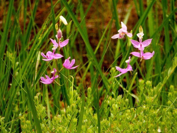 Long Reach Preserve Maine Trail Finder