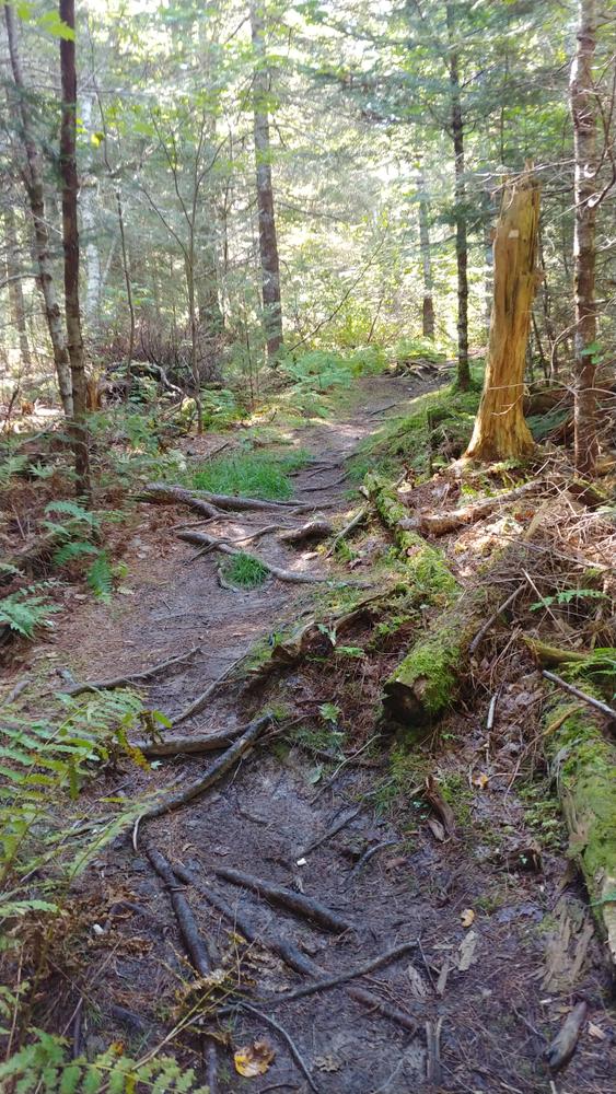 Machias River Preserve Maine Trail Finder
