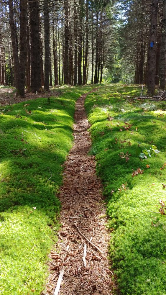 Machias River Preserve Maine Trail Finder