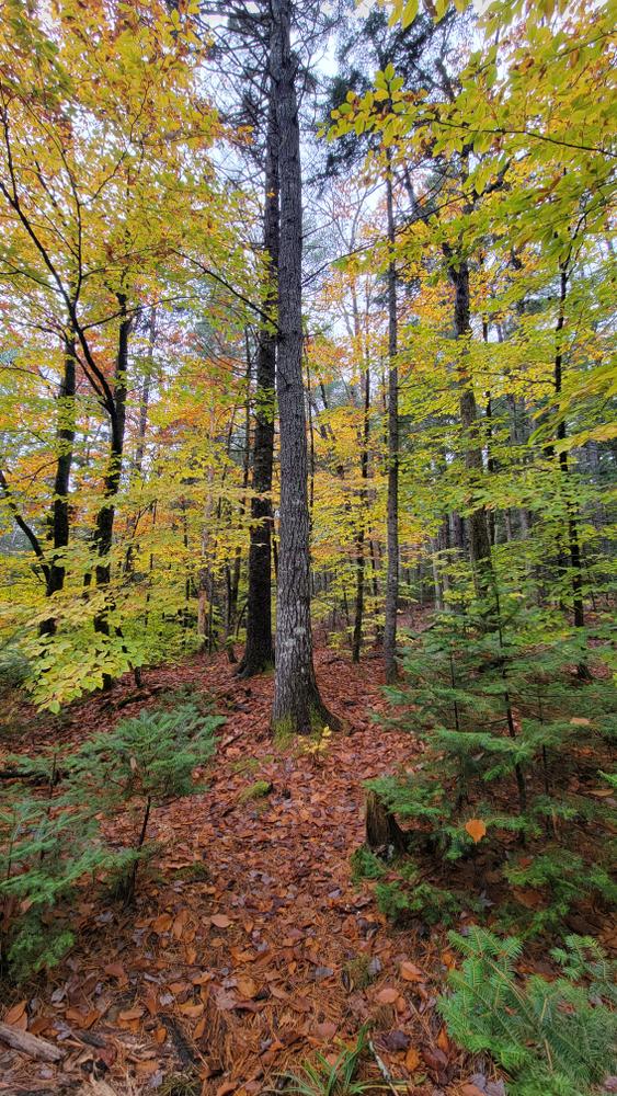 Goose River Peace Corps Preserve - Maine Trail Finder