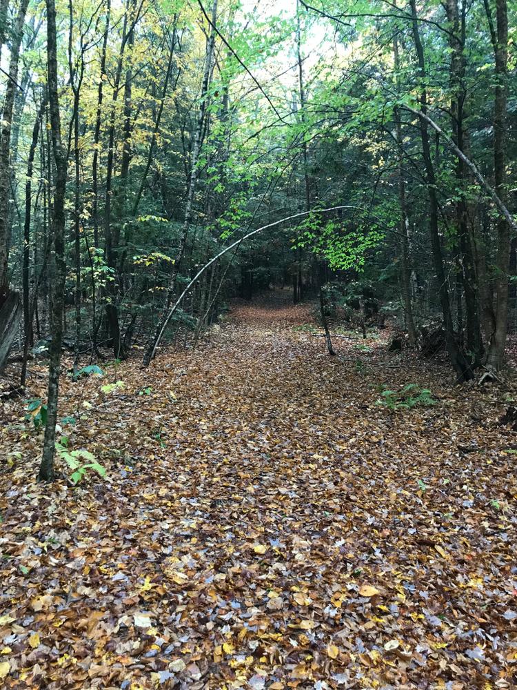Autumn path (Credit: Isaiah)