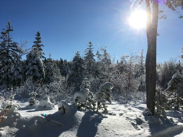 Snow, ice, sun and sky (Credit: Farm Brook Trails)