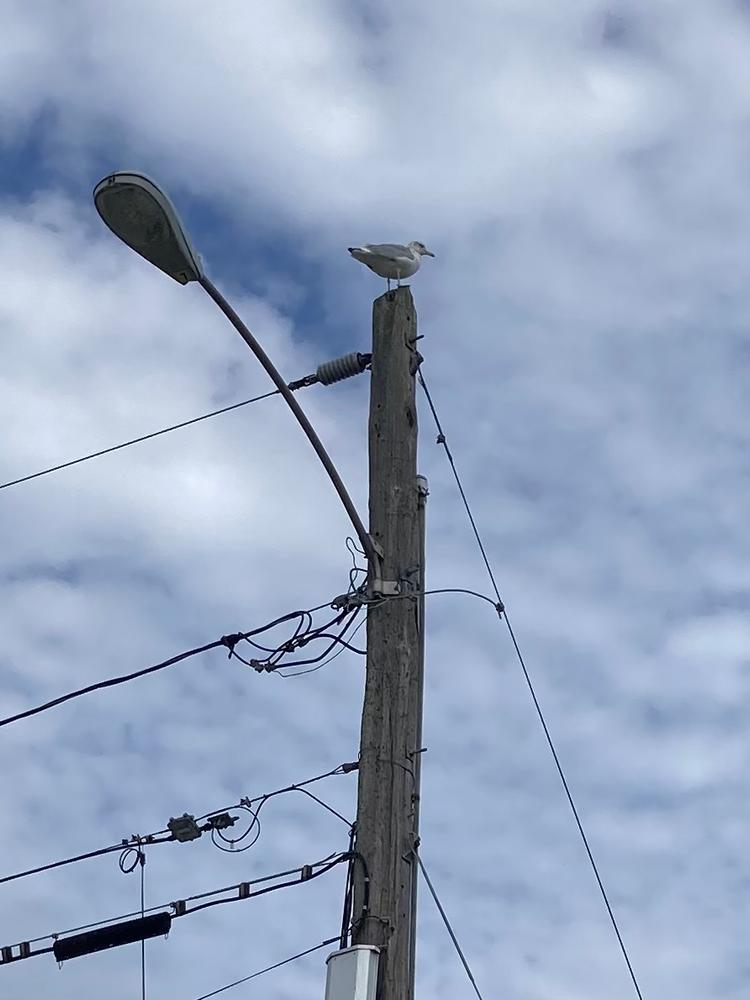 Solar Powered Seagull (Credit: Deej SG)