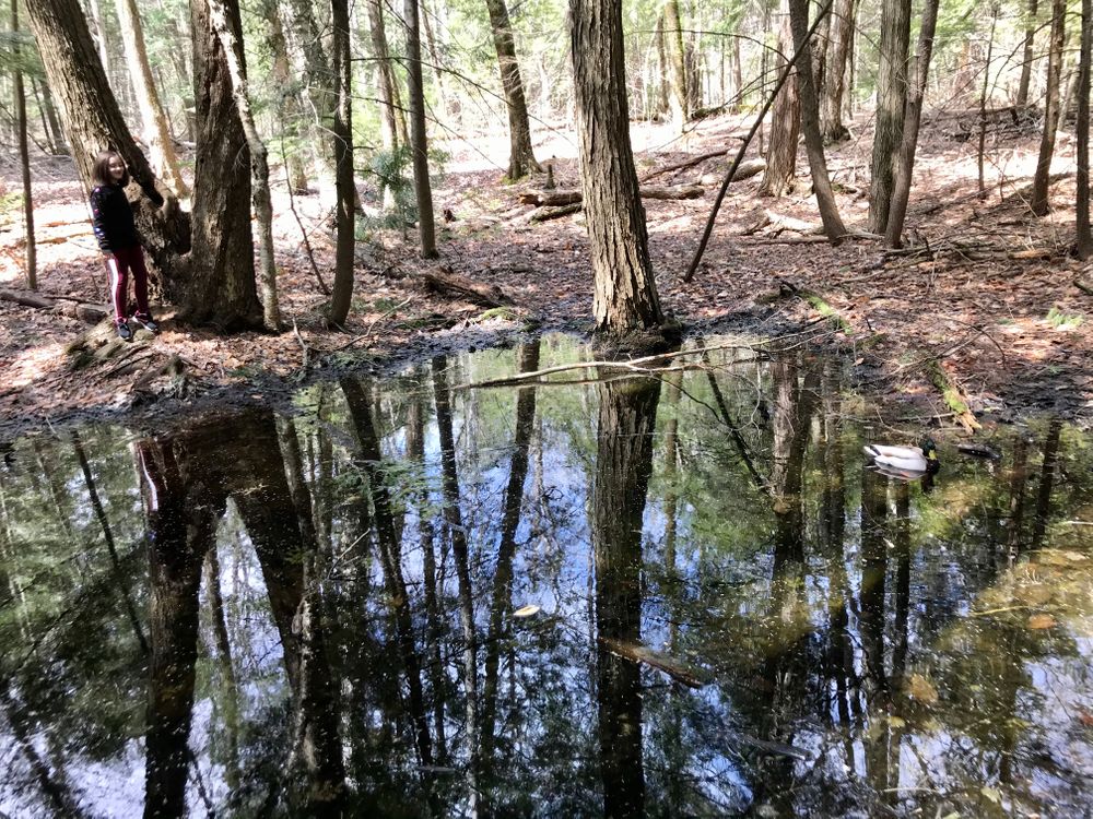 Prentiss Woods Maine Trail Finder