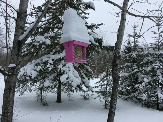 Heavy snow load on the roof (Credit: Farm Brook Trails)