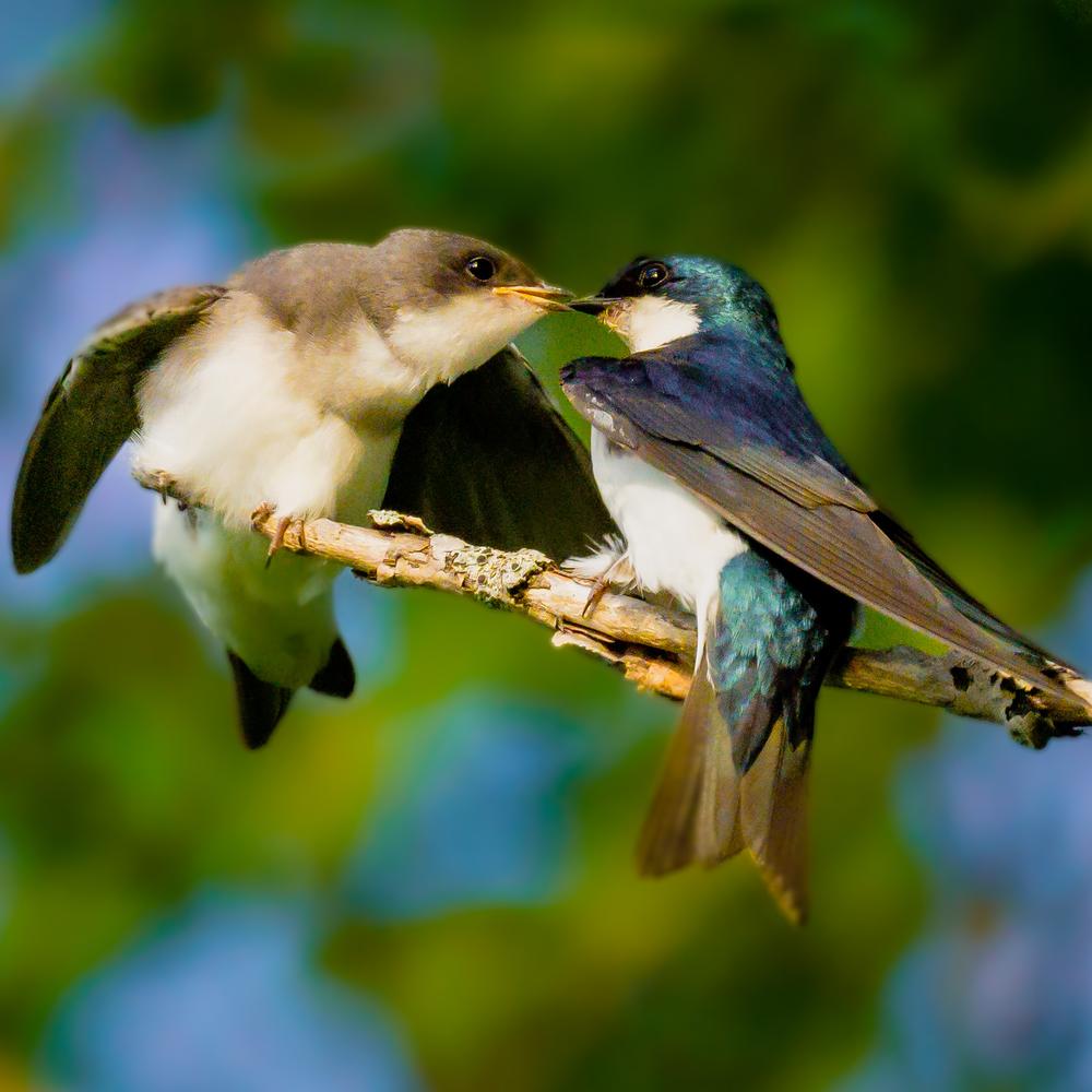 Adult Tree Swallow feeding its young (Credit: Kip Sneddon)