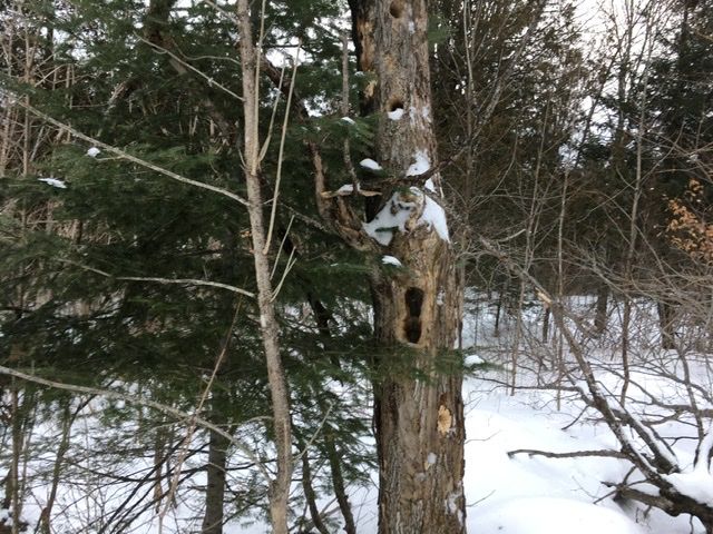 Woodpeckers at work on this old tree. Dave’s trail. (Credit: Farm Brook Trails)