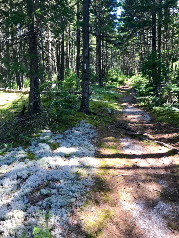 The trail (Credit: Theresa York)